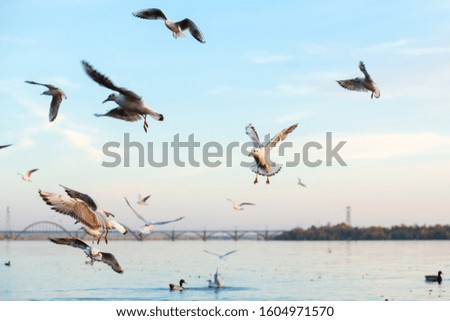 A flock of seagulls on the banks of the city river