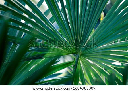 Tropical abstract fan palm leaf close-up, nature background.