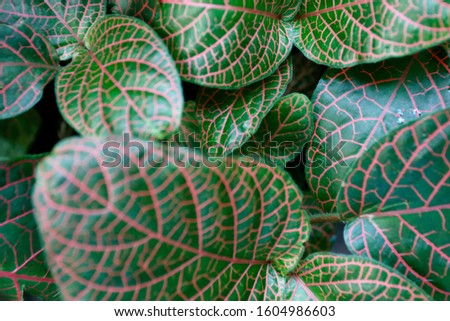 Exotic, tropical, green and pink leaves as an abstract close up