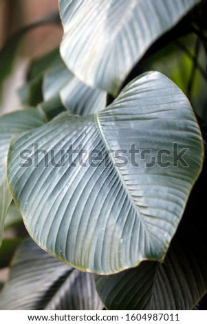 Exotic, tropical, leaf as abstract background Close up