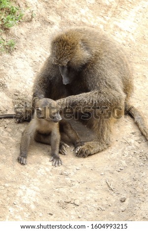 a baboon louses a child baboon, lake nakuru, kenya
