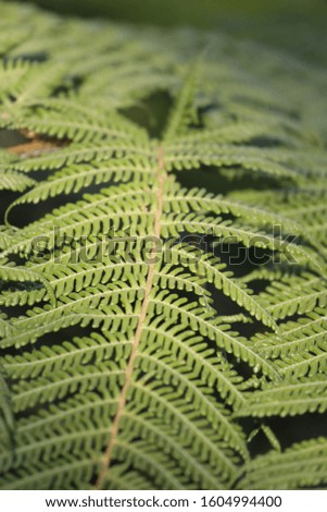 Exotic fern, fresh, green as a close up silhouette