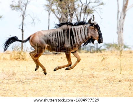Gnu at Selous Game Reserve Royalty-Free Stock Photo #1604997529