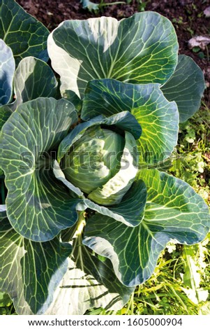 White cabbage (Brassica oleracea var. capitata f. alba) in a bed