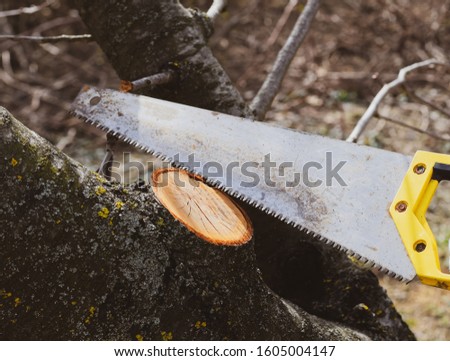 Cutting a tree branch with a hand garden saw. Saw a hacksaw at the cut branch. Pruning fruit trees in the garden.