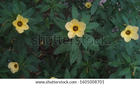 Turnera ulmifolia is a flowering plant species of the flower genus at eight. This plant originated from Mexico and West Indies. Recent research shows that this plant contains antibiotic activity again