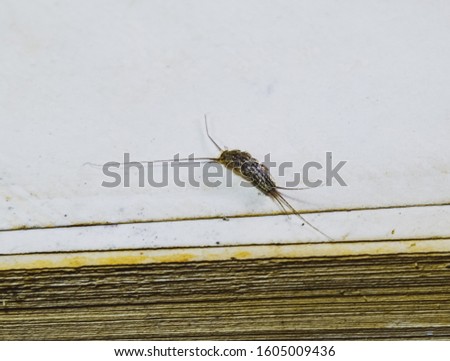 Pest books and newspapers. Insect feeding on paper - silverfish. Pest books and newspapers.