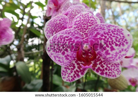Pink tiger orchid in tropical garden