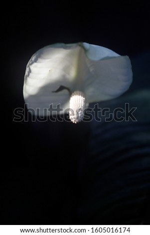 White abstract callas flower with light and shadow