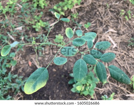Young moringa plant close up
