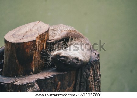 Oriental small-clawed otter (Amblonyx cinereus), also known as the Asian small-clawed otter