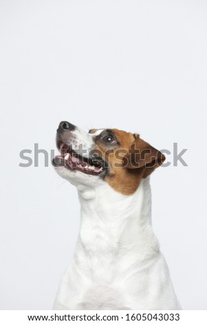 Jack Russell does all kinds of naughty and cute things and looks sad and happy. It is people's favorite pet, dog portrait combination series on a white background