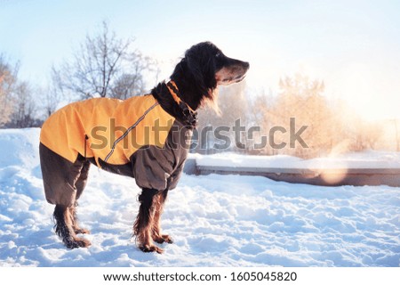 Ful llength picture of an English setter at the winter walk in the park