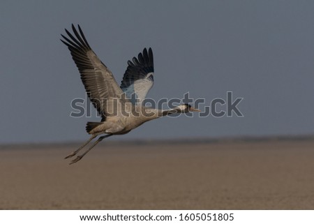 Common crane (Grus grus) in flight.This species is slate-grey overall. The forehead and lores are blackish with a bare red crown and a white streak extending from behind the eyes to the upper back.