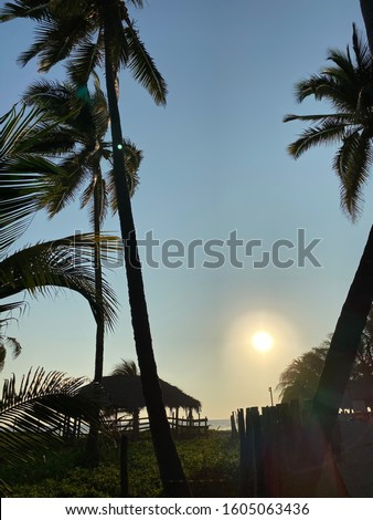 Palm tree in front of sun, beach tropical setting. Green, grassy landscape with cabana in background. Sun shining in the back.