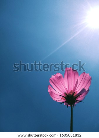 pink cosmos in sunny day