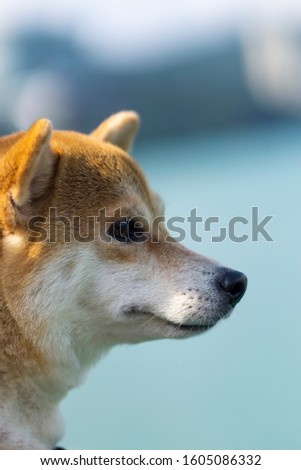 A picture of a Shiba Inu in front of a lake. 