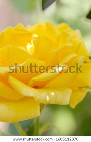 Yellow Rose Close Up Image