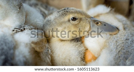 Ducks huddling together on farm 
