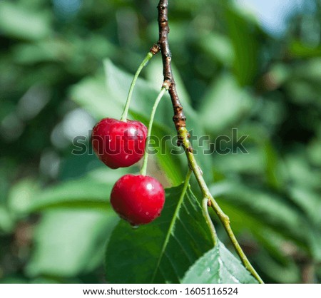 Ripe two cherries on a branch, berries for a healthy diet. Summer design.
