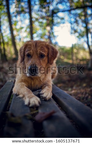Golden retriever Dog on a bench. Dog on a walk. Happy dog in the nature. 
