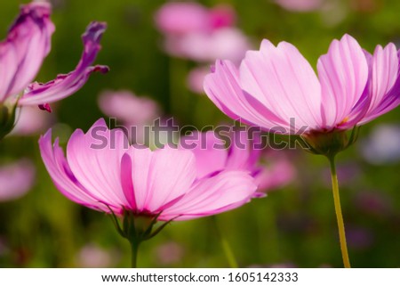Close up cosmos flowers on field in  sunset