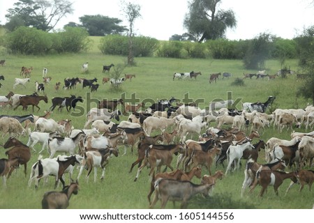 Outdoor view of a group of sheep grazing in the Savannah, Sahel region, Nothern Senegal. Animals in the meadow with green grass and bushes. Picture taken in October 2019, just after the rain season.