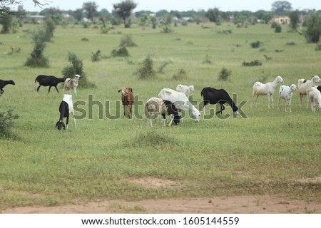 Outdoor view of a group of sheep grazing in the Savannah, Sahel region, Nothern Senegal. Animals in the meadow with green grass and bushes. Picture taken in October 2019, just after the rain season.