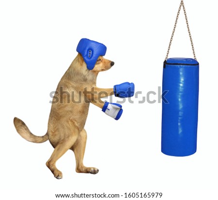 The beige dog boxer in a blue boxing helmet and gloves is hitting the punching bag. White background. Isolated.