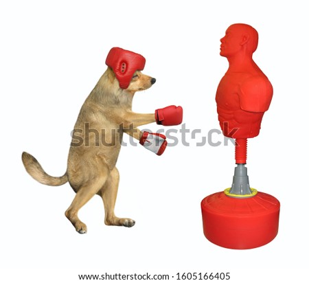 The dog boxer in a red boxing helmet and gloves is hitting the punching bag that looks like a man. White background. Isolated.