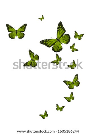 set of color tropical butterflies isolated on a white background