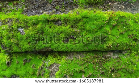 Green moss that grows on the walls in the rainy season. images suitable for use as wallpapers, background images or graphic resources
