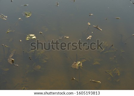 Floating plants on muddy murky riverbed