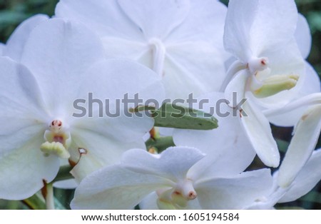 The beautiful white Vanda orchid