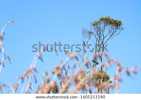 photos of bushes and trees 