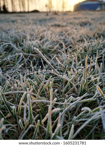 Close up picture of the frozen grass on the sunrise