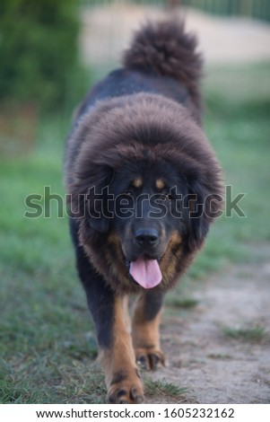 Black Tibetan Mastiff. Beautiful big dog