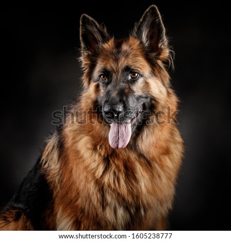 Head shot portrait of a beautiful german shepherd on a dark grey background with tong out of the mouth