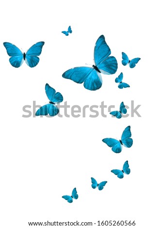 color butterflies isolated on white background