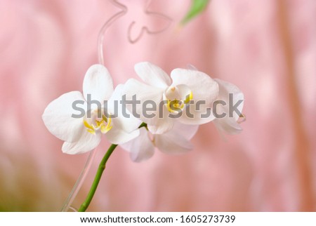 White beautiful blooming orchid branch closeup picture. Flower macro photo. Nature beauty concept or holiday gift card.