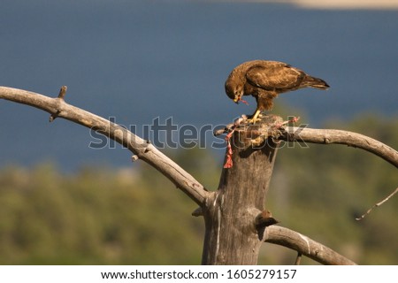 The common buzzard (Buteo buteo) feeding the death rabbit on the branch. The common buzzard with a peace of the meat in the beak. Blue background.