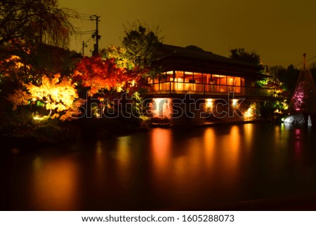 Colored leaves of the Japanese garden lighted up
