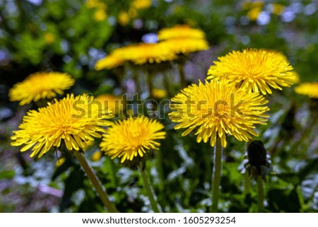 Yellow dandelions. Bright flowers dandelions on background of green spring meadows - image