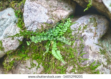 pretty green leaves between rocks and rocks or stones on the mountain