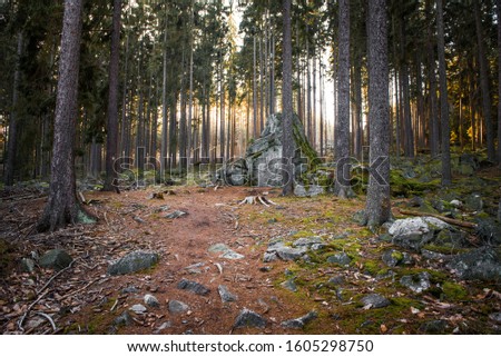 Horizontal photo of clearing with big rock in the middle and rays shining through high spruce and pine trees. 
