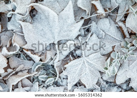 background of white frozen leaves at the ground in winter