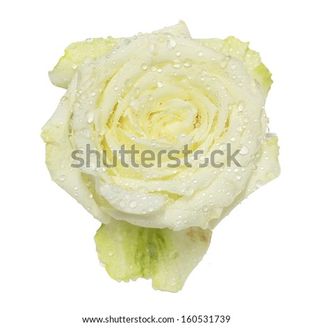White rose close up on isolate background