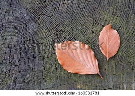 Two autumn beech leaves on old stump