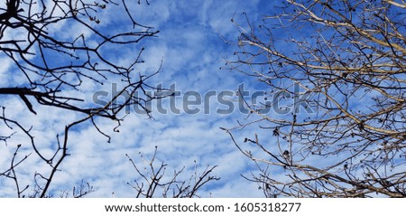 Blue sky, white clouds, bare branches of walnut trees stretch up.