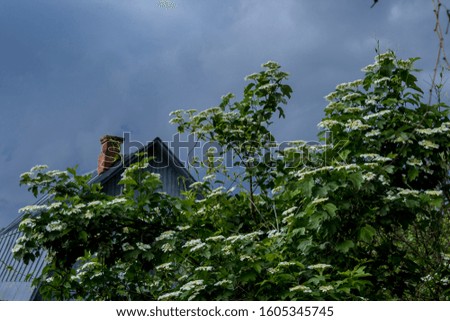 Spring in the village.Fresh green foliage and white cherry blossoms on the shrub.A wooden house,a brick chimney, and a stormy sky in the background.